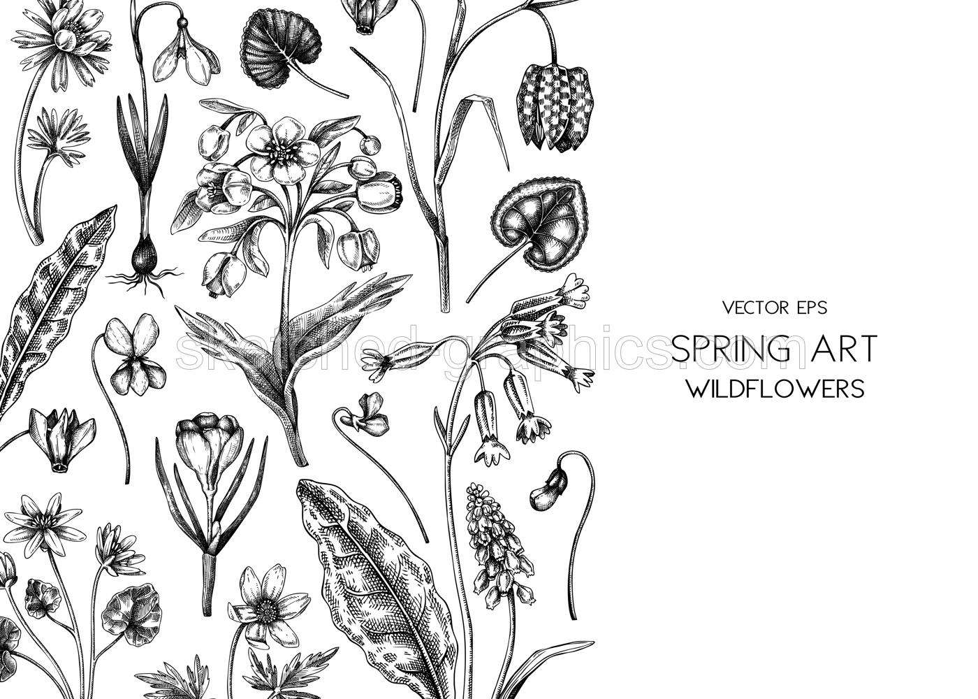 Spring background. Wildflowers hand drawn vector illustrations. Floral design in sketched style. Delicate contoured blooming flowers and leaves border. Vintage minimalist flower sketches Illustration